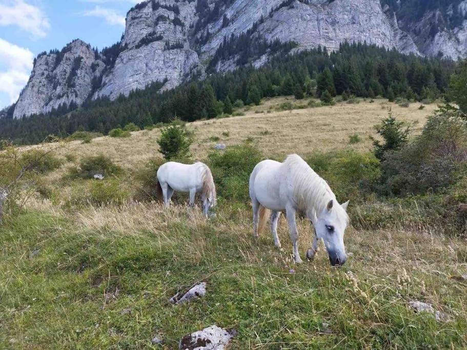 Studio Myrtilles Du Leman Vue Sur Lac Et Montagne Thollon-les-Memises エクステリア 写真